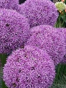 A cluster of purple aliums