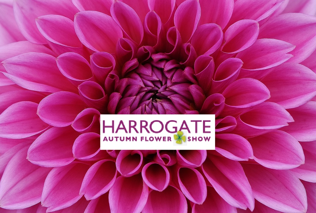 Harrogate Show 2019